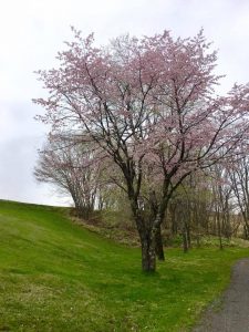 五月に満開の桜を見ることができました！