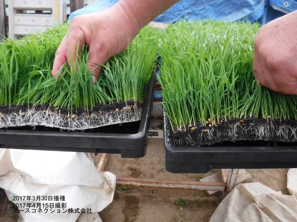 島根のコシヒカリもすくすく｜水稲＆APEX-10 