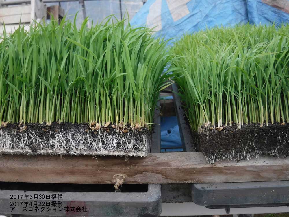 島根のコシヒカリもすくすく｜水稲＆APEX-10 