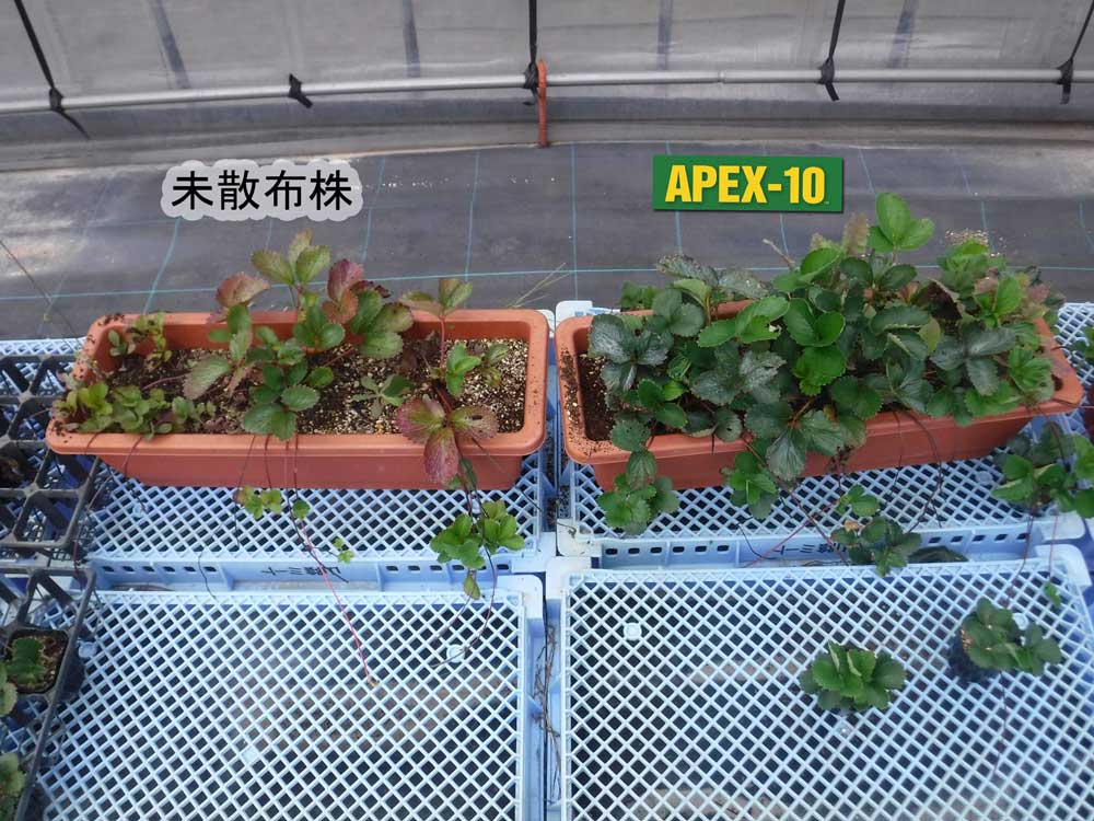 いちご親株APEX-10使用比較